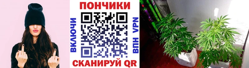 Шишки марихуана White Widow Кропоткин